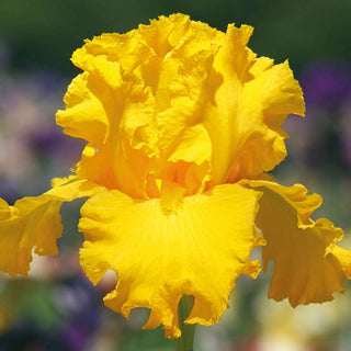 Garden Time Bearded Iris Seeds